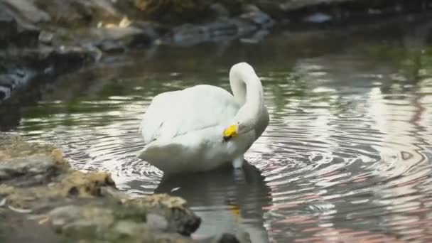 Schwan schwimmt in Teich — Stockvideo