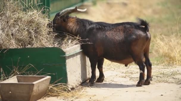 Cabra come heno cerca de un pesebre — Vídeos de Stock