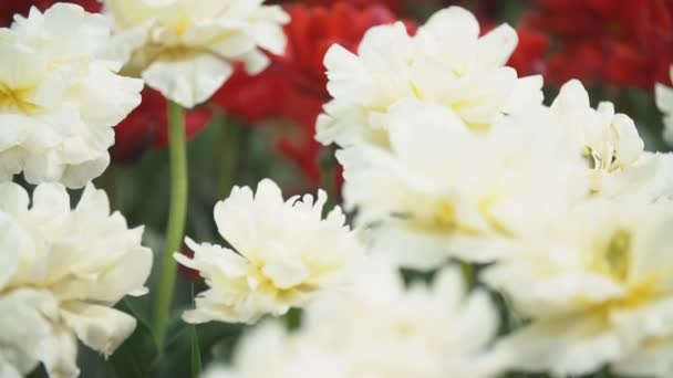 Tulipanes blancos en el campo — Vídeos de Stock