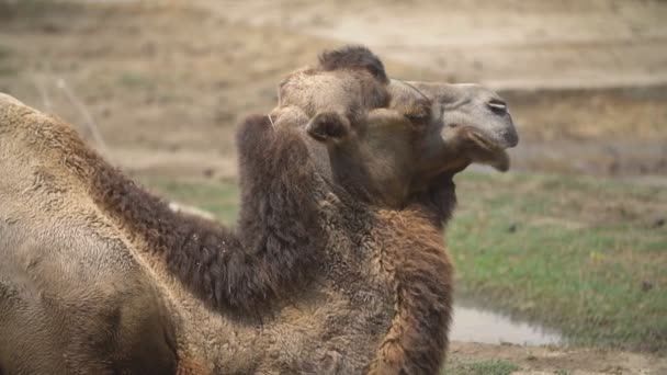 Portrait of one camel — Stock Video