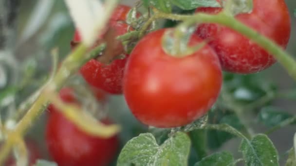 Arbusto con tomates maduros — Vídeo de stock