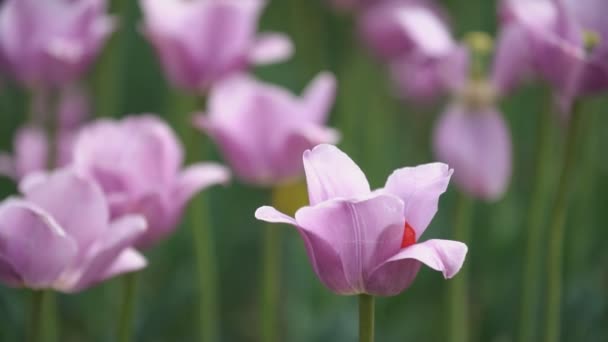 Tulipanes morados en el campo — Vídeos de Stock