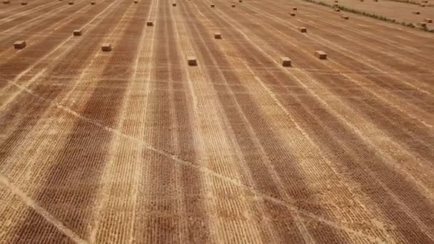 以立方形式收集干草的田地 — 图库视频影像