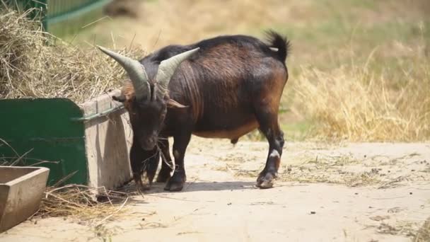 Geit eet hooi in de buurt van een kribbe — Stockvideo