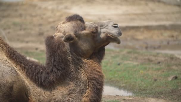 Portrait of one camel — Stock Video