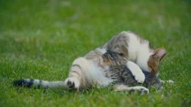 Anne kedi yavrusunu besliyor.