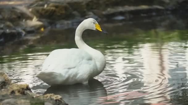 Лебедь плавает в пруду — стоковое видео