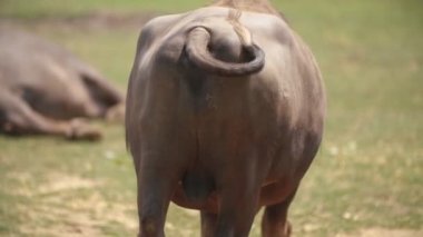 asya bufalo bir çift