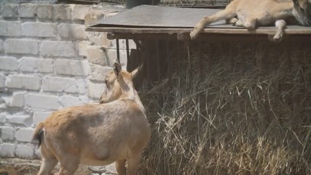 Familia de cabras tomando el sol — Vídeo de stock