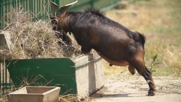 Κατσίκα τρώει σανό κοντά σε μια φάτνη — Αρχείο Βίντεο