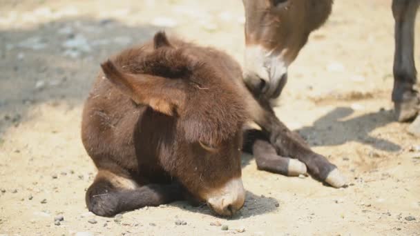 Pequeño burro miente y no quiere levantarse — Vídeos de Stock