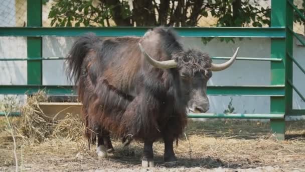 Порода крупного рогатого скота — стоковое видео