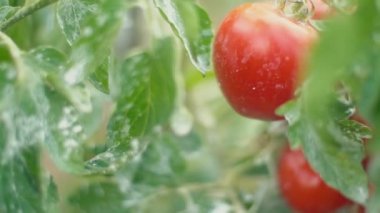 çalılar üzerinde olgun domates