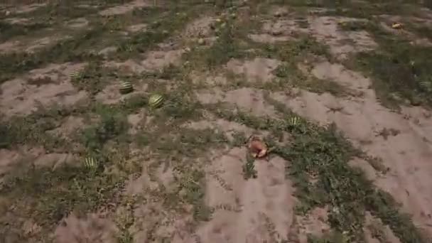 Feld mit Wassermelonen aus einer Höhe — Stockvideo