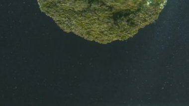 brokoli suya düşer ve yüzer