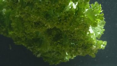 suda sebze yaprakları salata