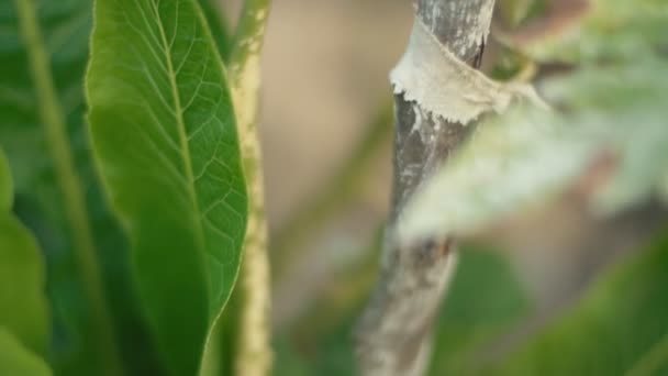 Ripe tomatoes on the bushes — Stock Video