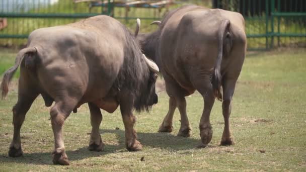 Um par de búfalos asiáticos — Vídeo de Stock