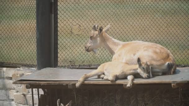 Семья коз греется на солнце — стоковое видео