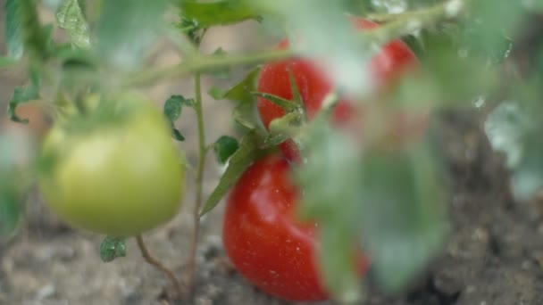 Ripe tomatoes on the bushes — Stock Video
