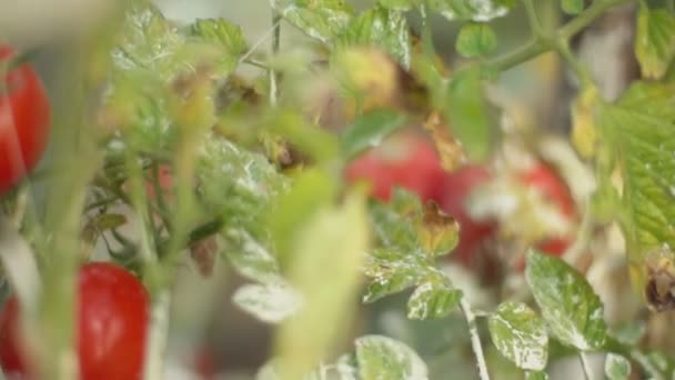 Ripe tomatoes on the bushes — Stock Video