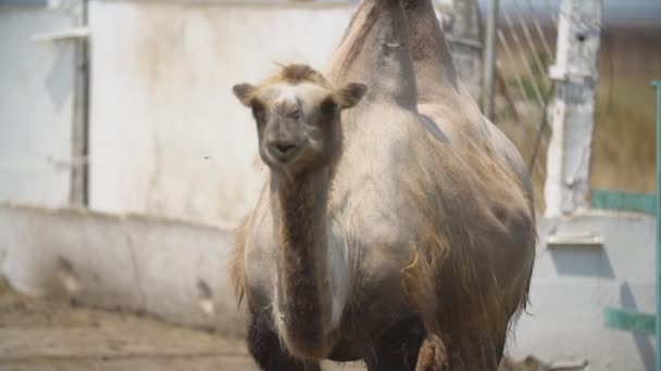 Portret van een kameel — Stockvideo