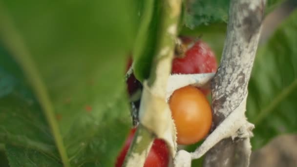 Rijpe tomaten op de struiken — Stockvideo