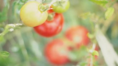 ripe tomatoes growing on the bushes