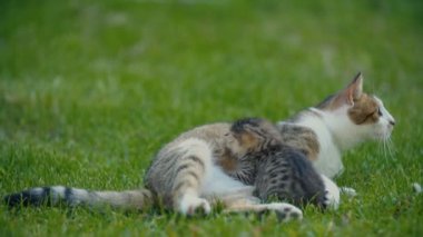 Anne kedi yavrusunu besliyor.