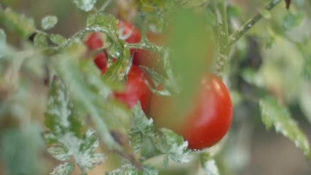 Ripe tomatoes growing on the bushes — Stock Video