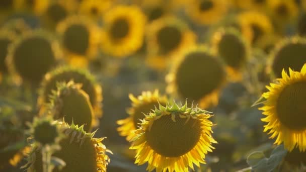 Veld met bloeiende zonnebloemen — Stockvideo