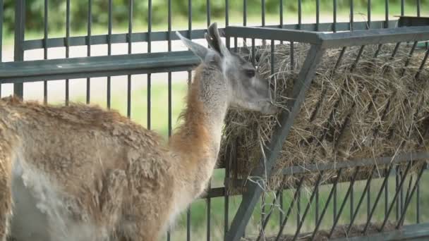 Lama eet hooi uit een kribbe — Stockvideo