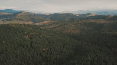 Yüksekliği olan dağlık bir bölgede orman