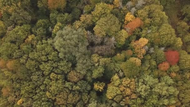 Geelachtige bomen vanaf een hoogte — Stockvideo