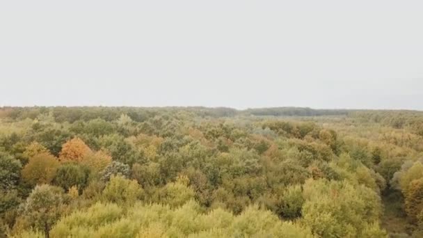 Żółte drzewa z wysokości — Wideo stockowe