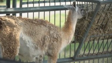 Lama yemlikten saman yiyor.