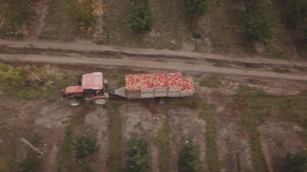 Un tractor con un remolque lleva manzanas — Vídeos de Stock