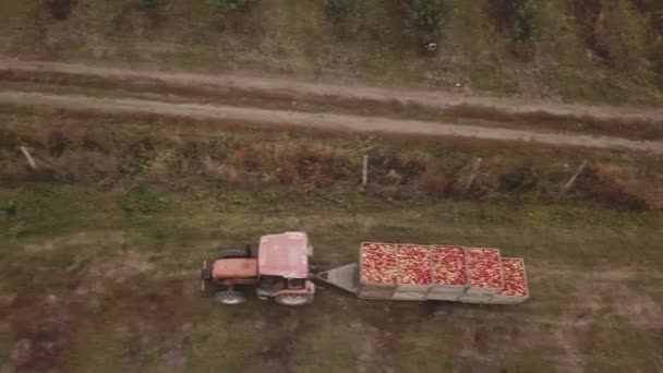 Трактор с прицепом несет яблоки — стоковое видео