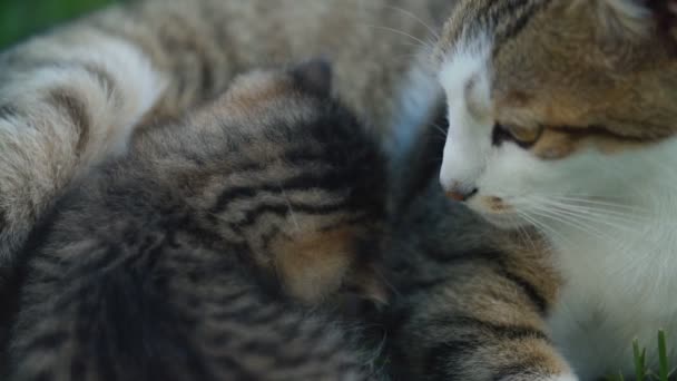 Котенок сосёт молоко у своей мамы — стоковое видео