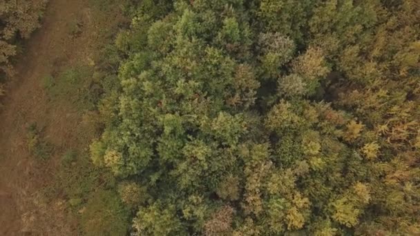 Geelachtige bomen vanaf een hoogte — Stockvideo