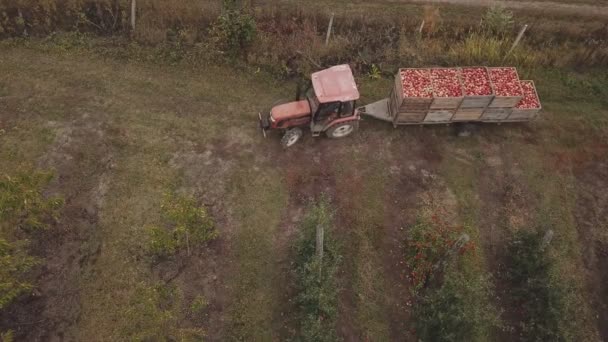 un tracteur avec remorque transporte des pommes 