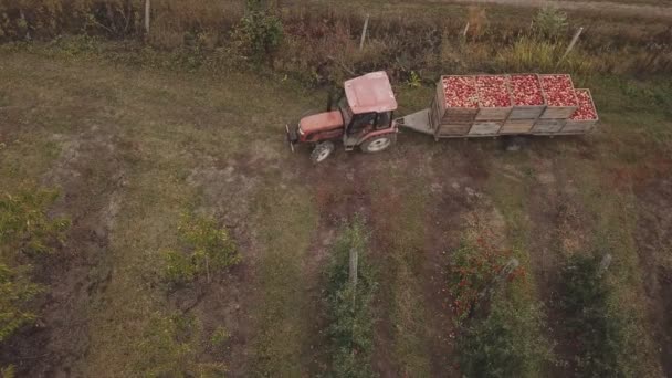 A tractor with a trailer carries apples — Stok video