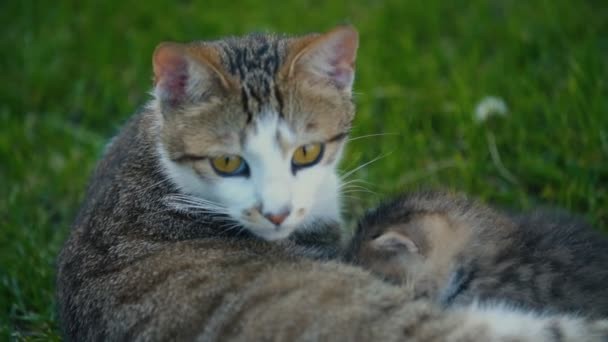 Kattungen suger mjölk från sin mamma — Stockvideo