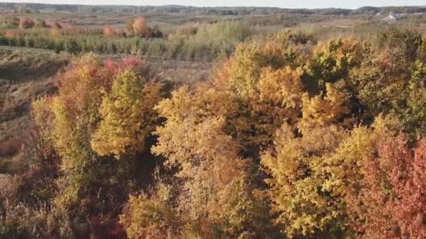 Yellowed trees from a height — Stock Video