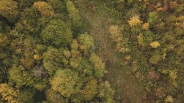 Yapraklar ağaçlarda sararmaya başlar.