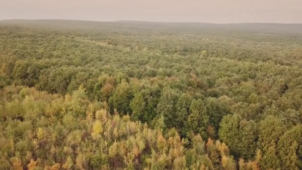 Leaves begin to turn yellow on trees — Stock Video