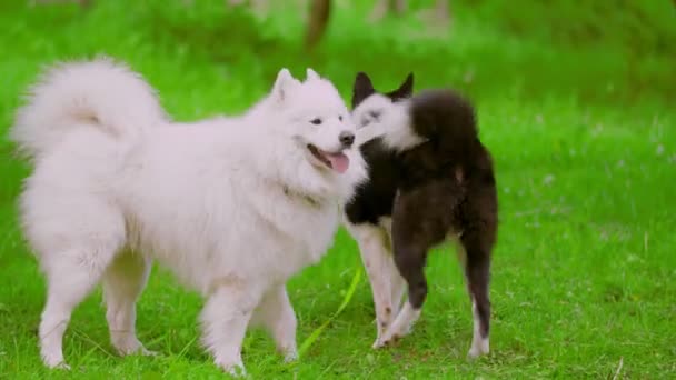 Két kutya játszik a természetben — Stock videók