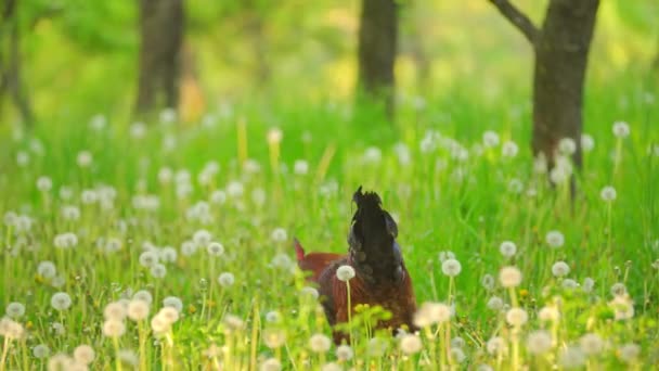 A rooster walks on the grass — Stock Video