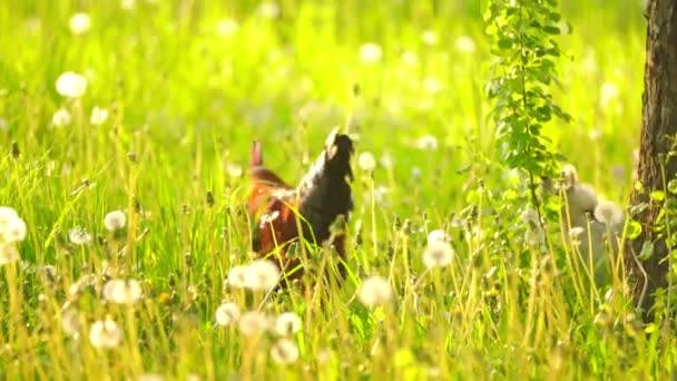 A rooster walks on the grass — Stock Video