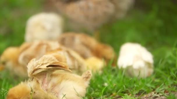 En kyckling går längs gräsmattan — Stockvideo